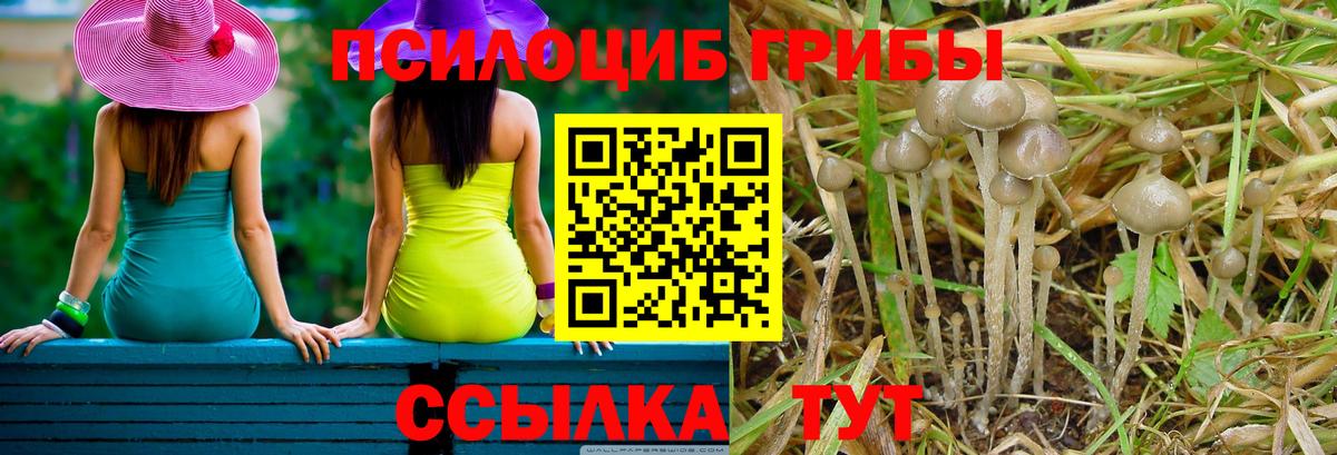 Псилоцибиновые грибы мицелий Великий Устюг